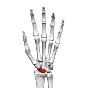 Scaphoid bone that can be affected by a scaphoid bone fracture and require treatment